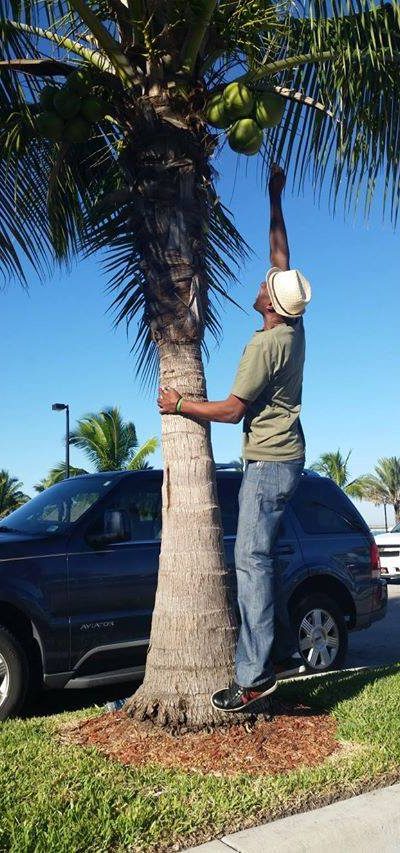 Trying to pick this coconut off this tree in Sarasota Florida.